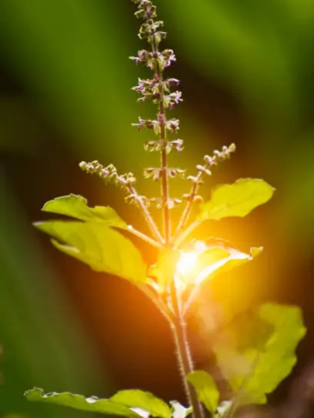 How to save Tulsi plant in summer
